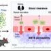 size-tunable PEG-grafted copolymers (gPEGs) for optimizing the passive glioblastoma multiforme (GBM) targeting.