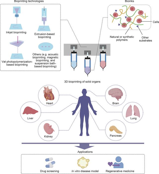 3D bioprinting of solid organs