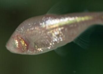 Blind cavefish