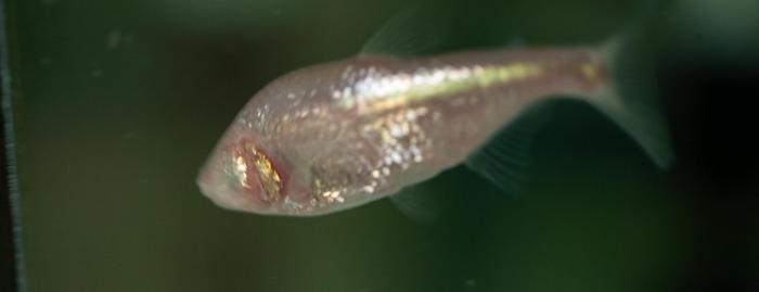 Blind cavefish