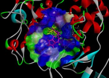 Three-dimensional plots of molecular docking diagrams of l-tyrosine and cyclo(l-Pro-l-Tyr) complexes with tyrosinase