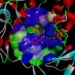 Three-dimensional plots of molecular docking diagrams of l-tyrosine and cyclo(l-Pro-l-Tyr) complexes with tyrosinase