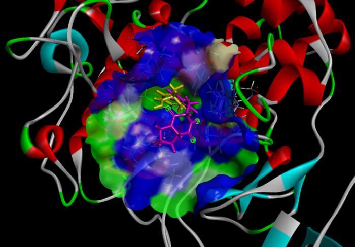 Three-dimensional plots of molecular docking diagrams of l-tyrosine and cyclo(l-Pro-l-Tyr) complexes with tyrosinase