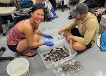 Ho Yan Yeung and Thomas Koch inspecting snails