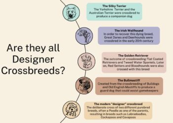 The doodle dilemma: How the physical health of ‘Designer-crossbreed’ Cockapoo, Labradoodle and Cavapoo dogs’ compares to their purebred progenitor breeds