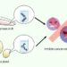 More benefits of nucleic acids from food