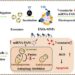 ENGINEERED EXOSOME-BASED DRUG DELIVERY SYSTEM FOR SYNERGISTIC CANCER THERAPY VIA AUTOPHAGY INHIBITION AND CHEMOTHERAPY