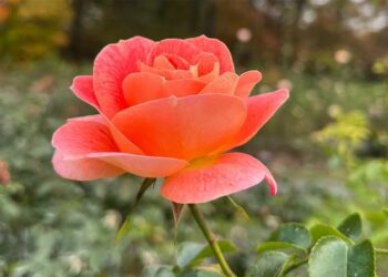 NY Botanical Garden Rose