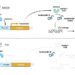 A model explaining the mechanism of cellular injury caused by austocystin D