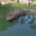 Monitoring Manatees