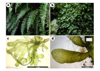 Independent gametophytes of Hymenasplenium murakami-hatanakae.