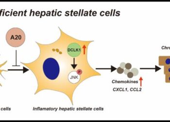 New targets for blocking chronic hepatitis