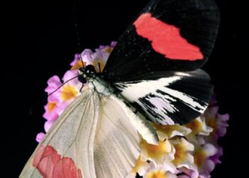 A Longwing Butterfly Resting on a Lantana flower