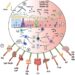 Pathogenic mechanisms by which gluten/gliadin peptides induce inflammation in remote organs, and the extended potential harmful effects in non-celiac ADs