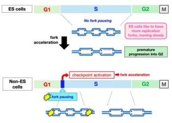 Comparison of DNA Replication Mechanism in ES and non-ES cells