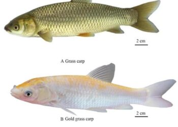 Picture of Grass carp and Russian gold grass carp, Bar = 2 cm.