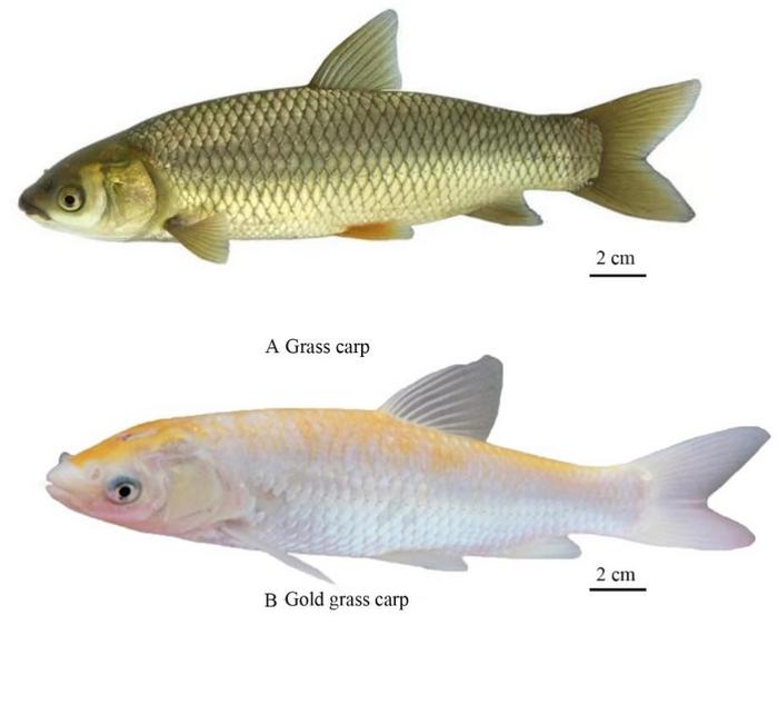 Picture of Grass carp and Russian gold grass carp, Bar = 2 cm.