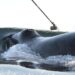 Bowhead whales are tagged in Disko Bay, West Greenland