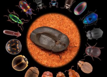 'Masters of shape-shifting’: How darkling beetles conquered the world