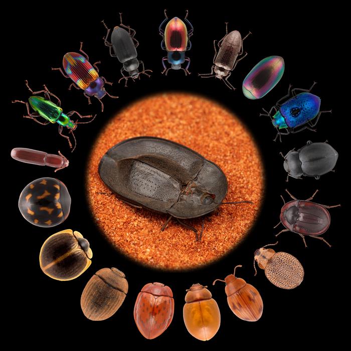 Thanks to "quantum evolution", darkling beetles have evolved into a spectacular array of different body shapes that we see today