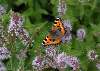 Mobile species are ‘glue’ which connect different habitats together, study finds