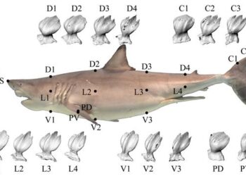 Figure 1. Skin Sampling Locations on a great white shark