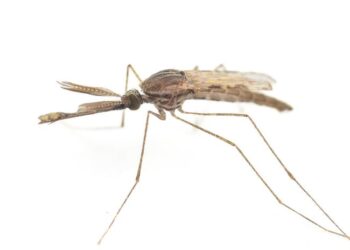 Male mosquito 1