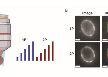 Comparison of one-photon (1P) and two-photon (2P) brightness and sensitivity of fluorescent voltage indicators.