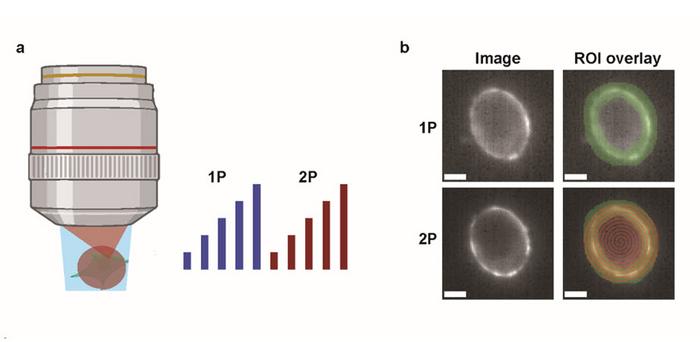 Comparison of one-photon (1P) and two-photon (2P) brightness and sensitivity of fluorescent voltage indicators.