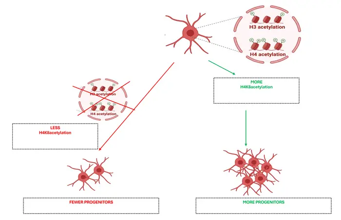 Adult OPCs Histone Tags