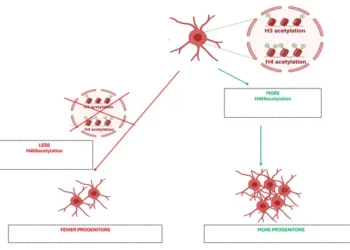 Adult OPCs Histone Tags