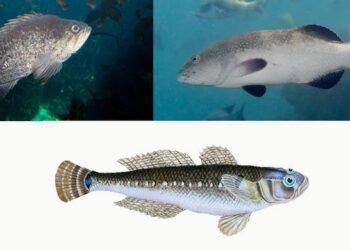 Number of fish species at risk of extinction fivefold higher than previous estimates according to a new prediction