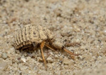 antlion Euroleon nostras