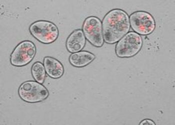 Predation drives virulence in opportunistic bacteria