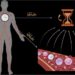 Recalibrate concepts of epigenetic aging clocks in human health