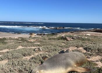 Australian sea lion with camera and tracking equippment