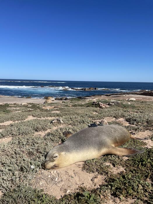 Australian sea lion with camera and tracking equippment