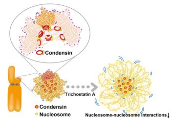 Condensins and nucleosome–nucleosome interactions differentially constrain chromatin