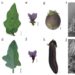 Morphological characterization of prickle in eggplant.