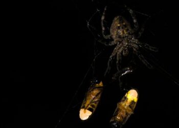 Araneus ventricosus with two ensnared male fireflies Abscondita terminalis