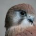 A Nankeen Kestrel