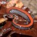 Red-backed Salamander