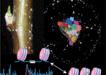 Machine learning-based sequence similarity network analysis for chromatin remodeling in apple bud dormancy