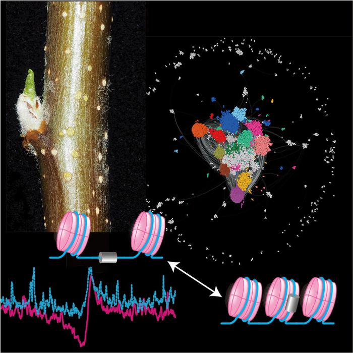 Machine learning-based sequence similarity network analysis for chromatin remodeling in apple bud dormancy