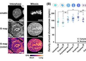 OPD maps of living cells and rise in molecular density at mitosis