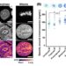 OPD maps of living cells and rise in molecular density at mitosis