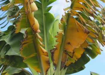 Fusarium wilt of banana is currently decimating the Cavendish banana—the world’s most popular commercially available banana. Once present in a banana field, the fungus cannot be eradicated, making future production of Cavendish bananas almost impossib