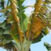 Fusarium wilt of banana is currently decimating the Cavendish banana—the world’s most popular commercially available banana. Once present in a banana field, the fungus cannot be eradicated, making future production of Cavendish bananas almost impossib