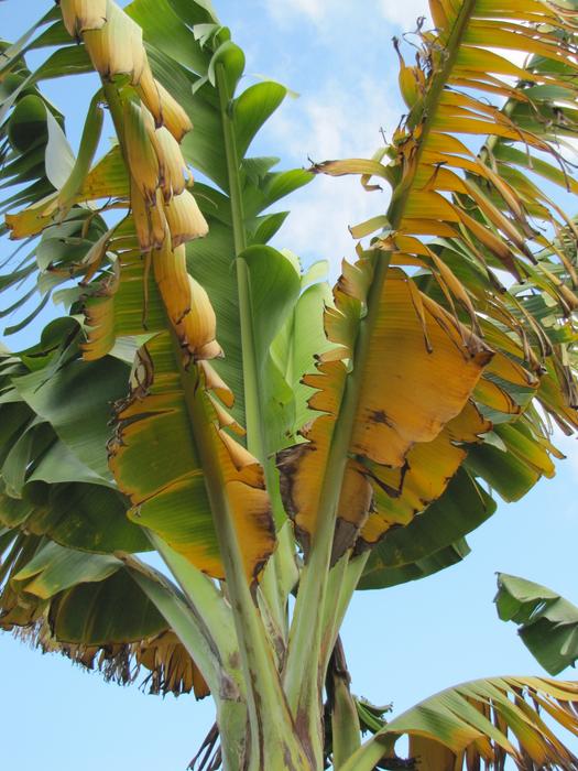 Fusarium wilt of banana is currently decimating the Cavendish banana—the world’s most popular commercially available banana. Once present in a banana field, the fungus cannot be eradicated, making future production of Cavendish bananas almost impossib