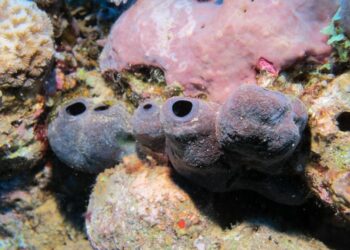 The research sponge Theonella conica in its natural habitat (Red Sea).